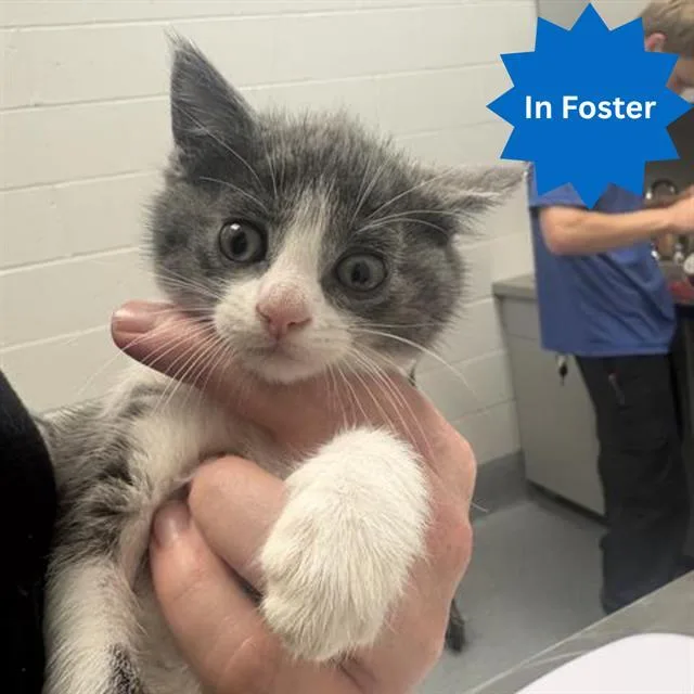 A baby small-sized male Domestic Short Hair cat named Mike Meowzoski for adoption in Indianapolis, IN