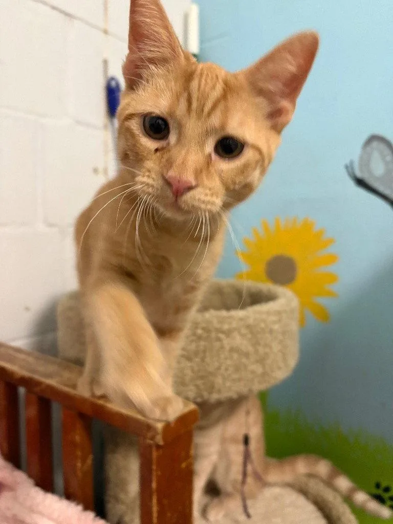 A young medium-sized male Domestic Short Hair cat named Sonny for adoption in Greenfield, IN