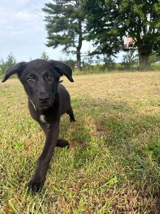 A baby small-sized female Mixed Breed dog named Heron for adoption in Milton, DE
