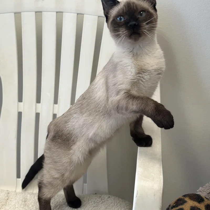 Marie  Momma Lyra thumbnail 2