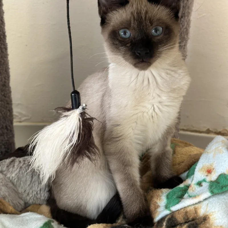 Marie  Momma Lyra thumbnail 3