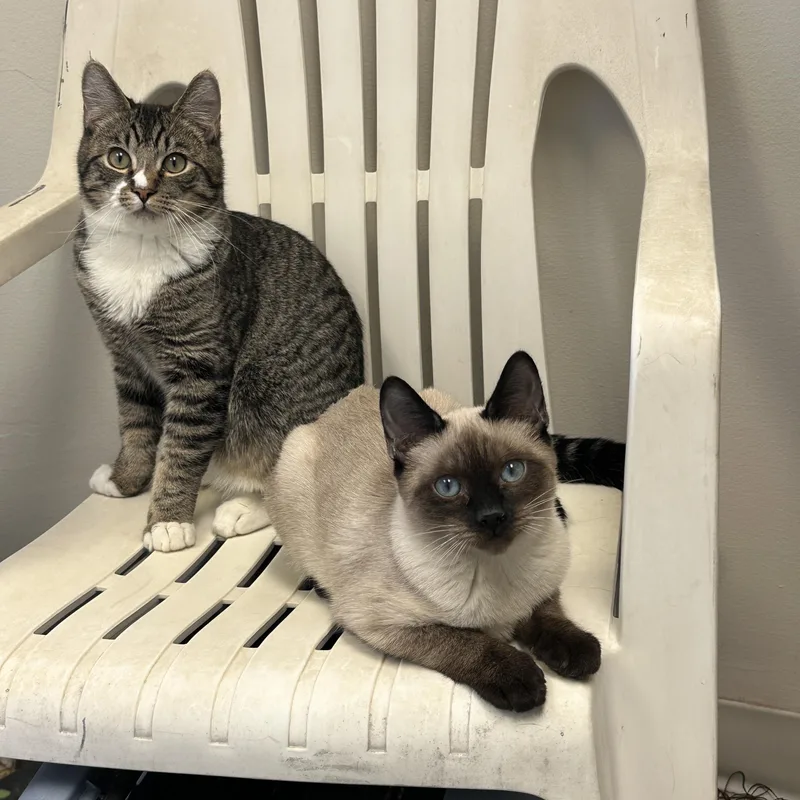 Marie  Momma Lyra thumbnail 4