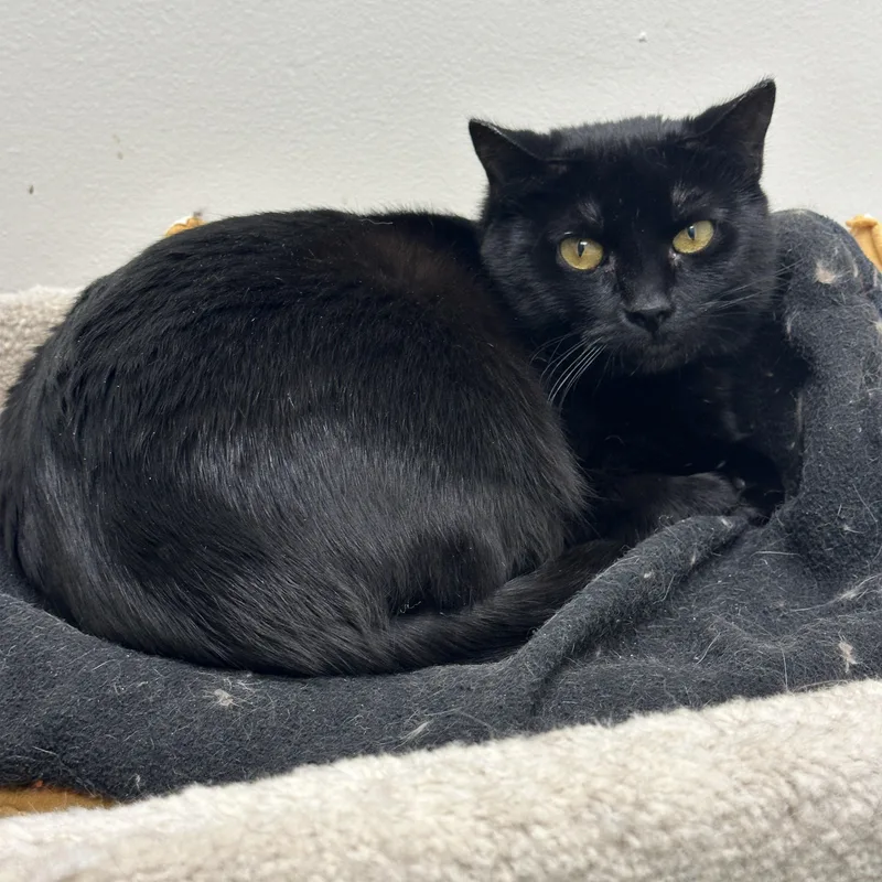 Marie  Momma Lyra thumbnail 5