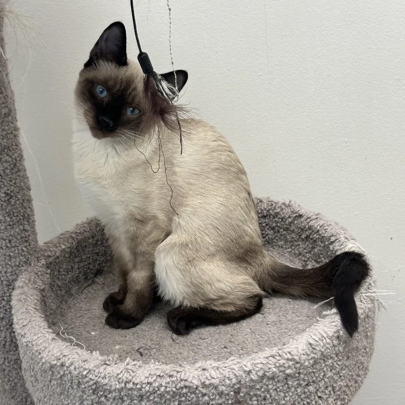 Marie  Momma Lyra thumbnail 6