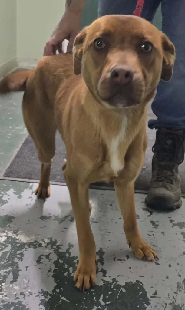 A baby medium-sized female Mixed Breed dog named May for adoption in Hillsdale, IN