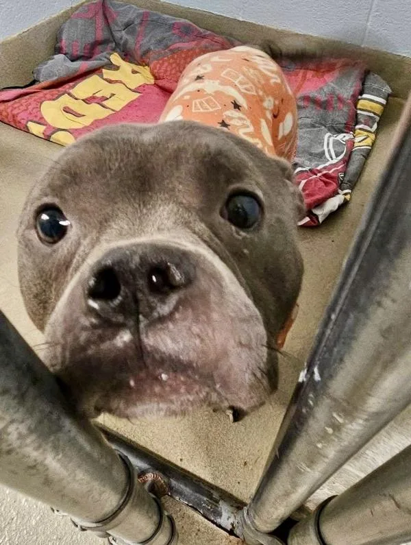 An adult small-sized female American Staffordshire Terrier dog named Bella for adoption in Millersville, MD