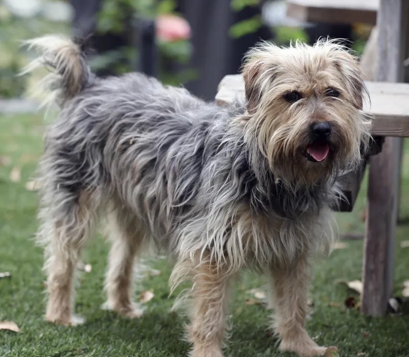 A young small-sized female Apricot / Beige Yorkshire Terrier dog named Maisie for adoption in Lakeport, CA