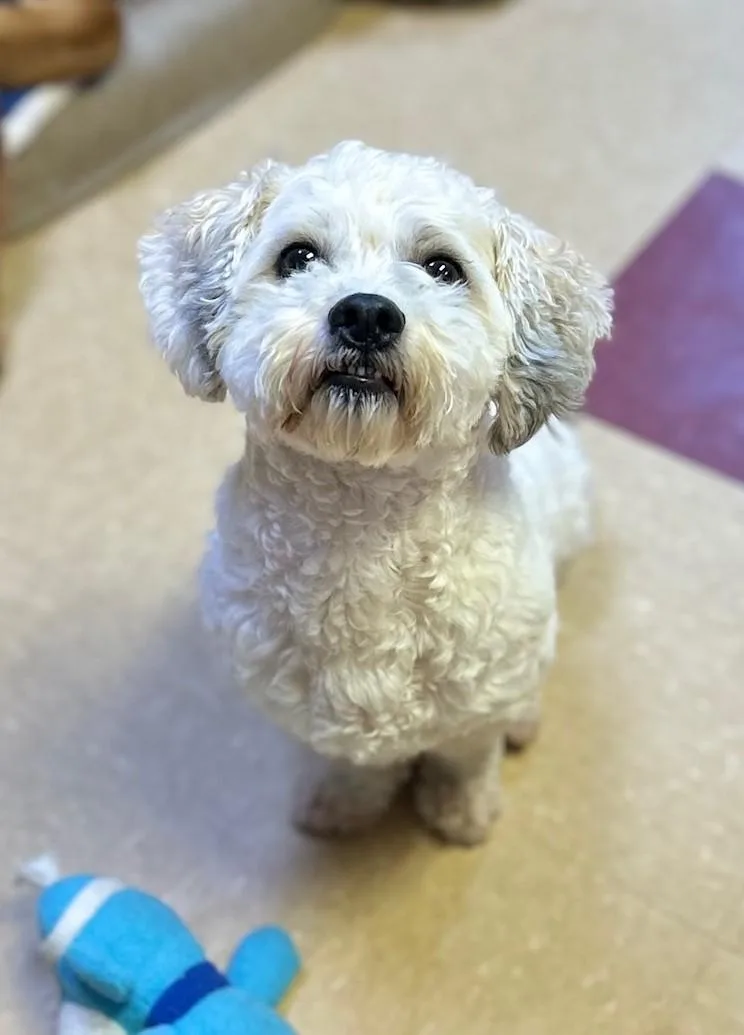 An adult small-sized male Bichon Frise dog named Jojo for adoption in Ashland, VA