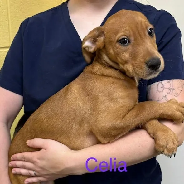 A baby medium-sized female Hound dog named Celia for adoption in Albany, NY