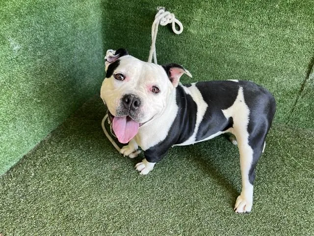 A young medium-sized female American Bulldog dog named Royal for adoption in Lancaster, CA