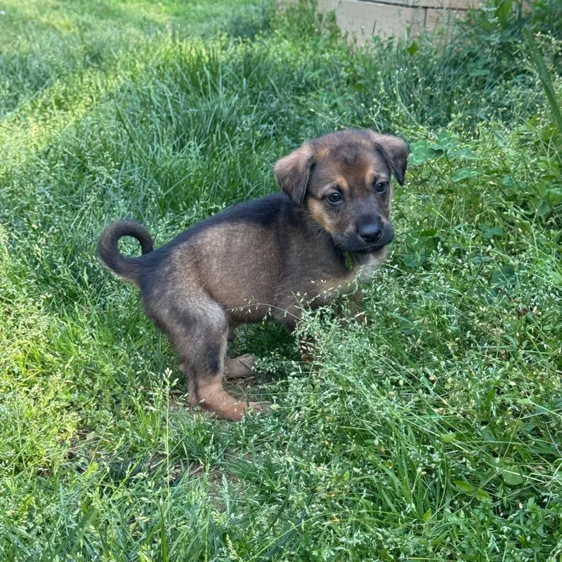 A baby small-sized male Brown / Chocolate Mixed Breed dog named Claffey for adoption in Fredericksburg, VA