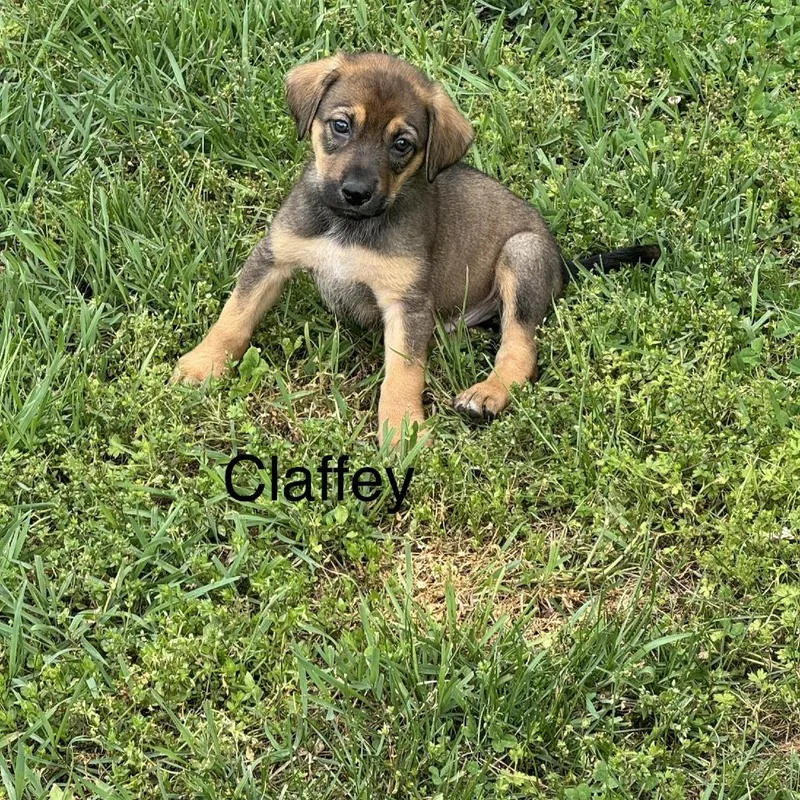 Claffey thumbnail 2