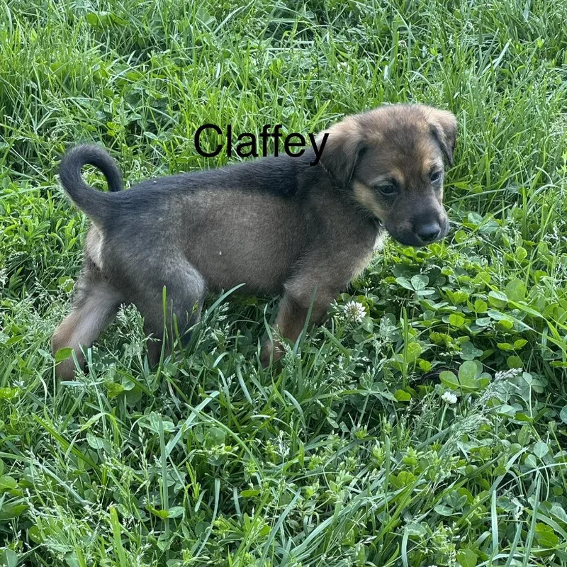 Claffey thumbnail 3