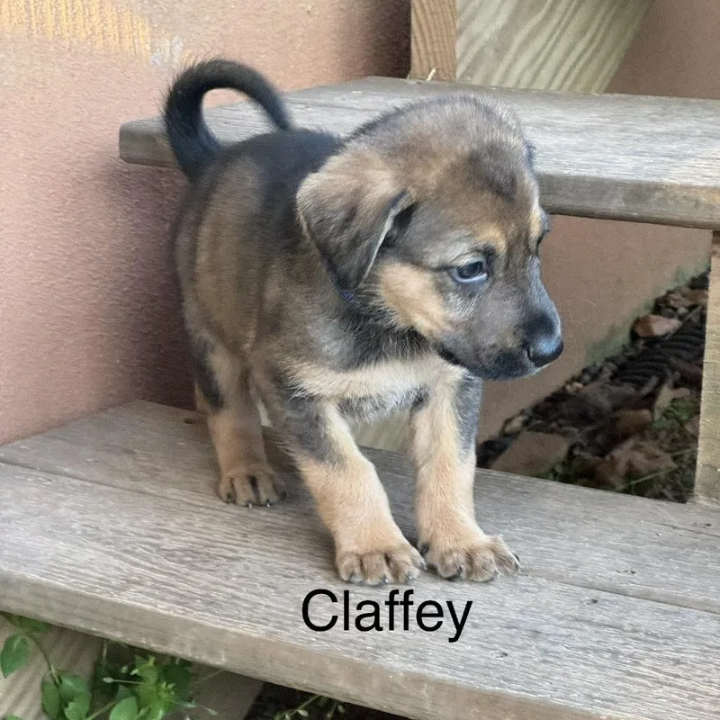 Claffey thumbnail 4