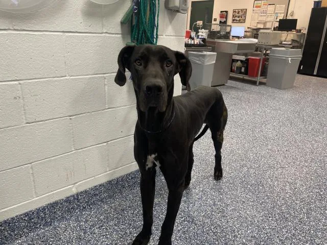 A young large-sized male Great Dane dog named Nick for adoption in Thousand Palms, CA
