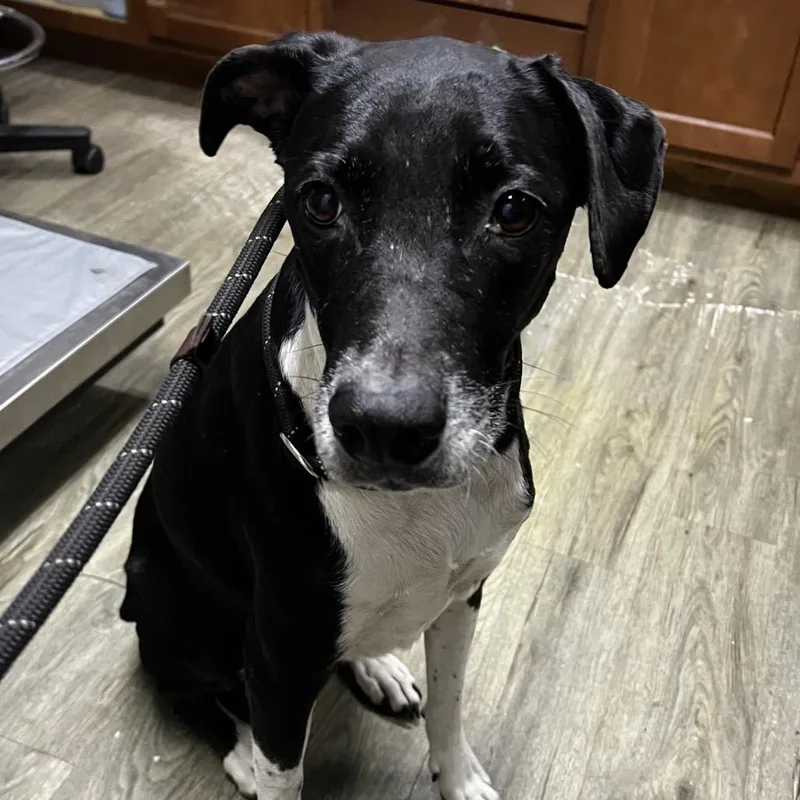 A senior small-sized female Hound dog named Bird for adoption in Summerville, SC