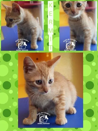 A baby small-sized male American Shorthair cat named Kermit for adoption in Kenansville, NC