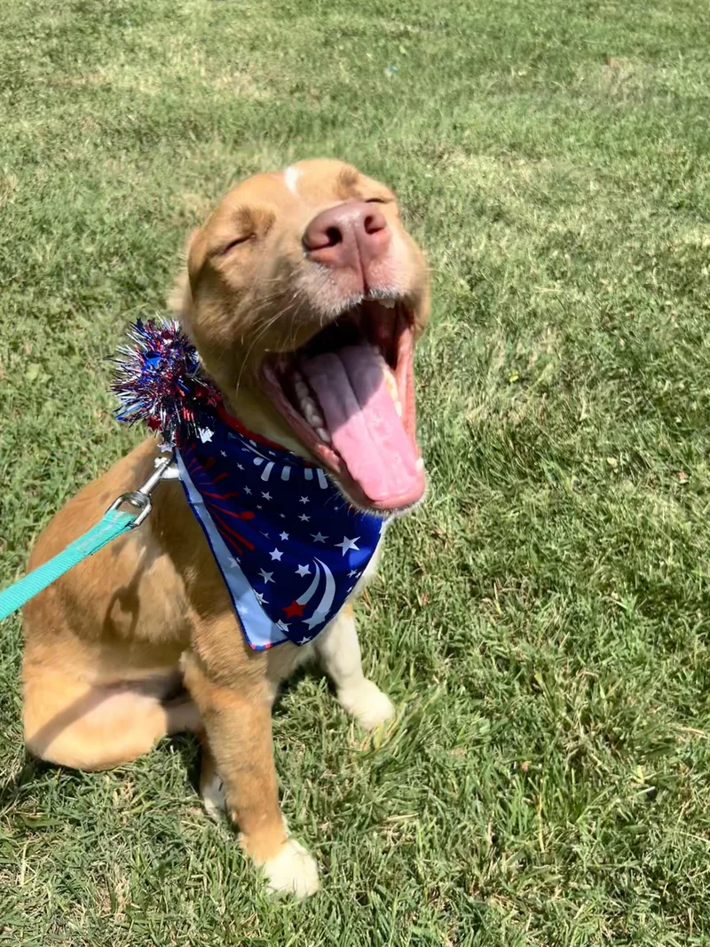 An adult medium-sized male Yellow / Tan / Blond / Fawn Mixed Breed dog named Bingo for adoption in Potomac, MD