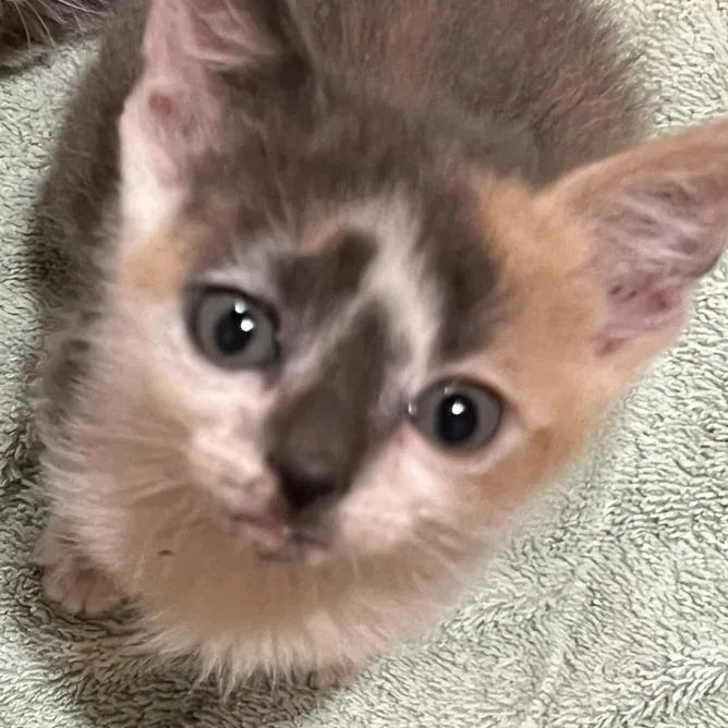 A baby small-sized female Calico Domestic Short Hair cat named Bingo for adoption in Newark, NJ