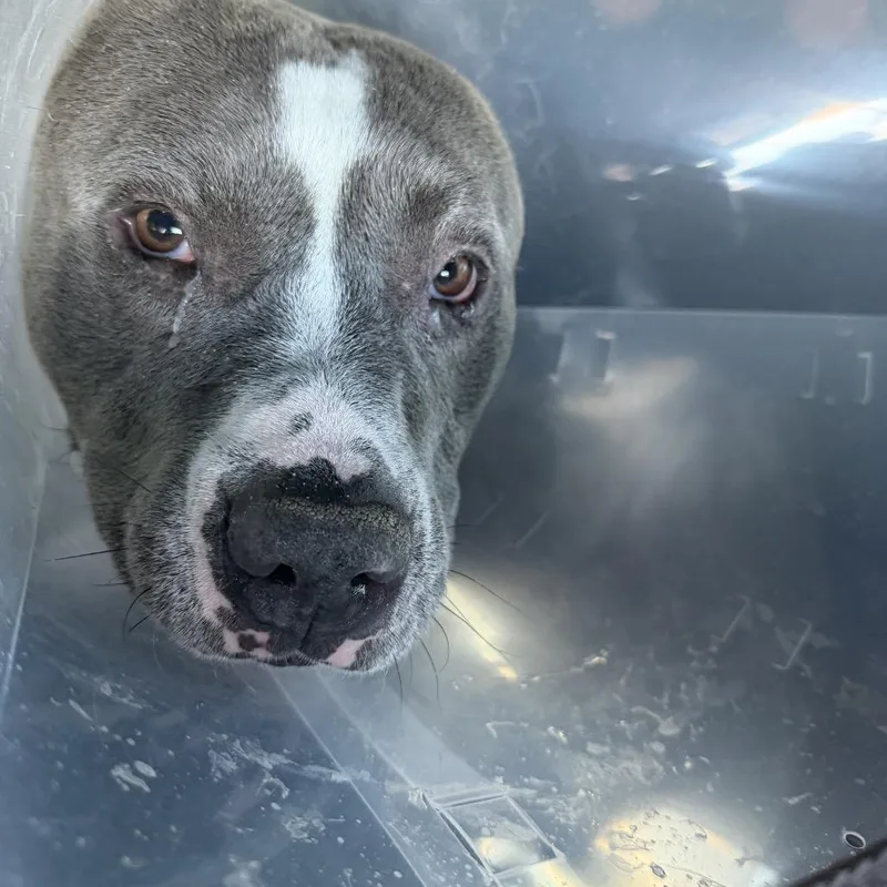 An adult medium-sized male Gray / Blue / Silver American Bulldog dog named Jojo A for adoption in Las Vegas, NV