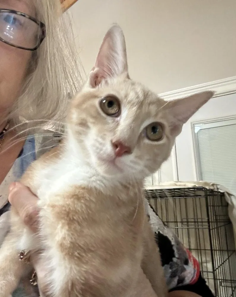 A baby small-sized male Domestic Short Hair cat named Tariq for adoption in Ellijay, GA