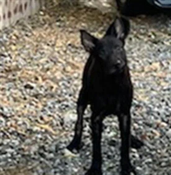 A young medium-sized male Dutch Shepherd dog named Neal for adoption in Dallas, TX