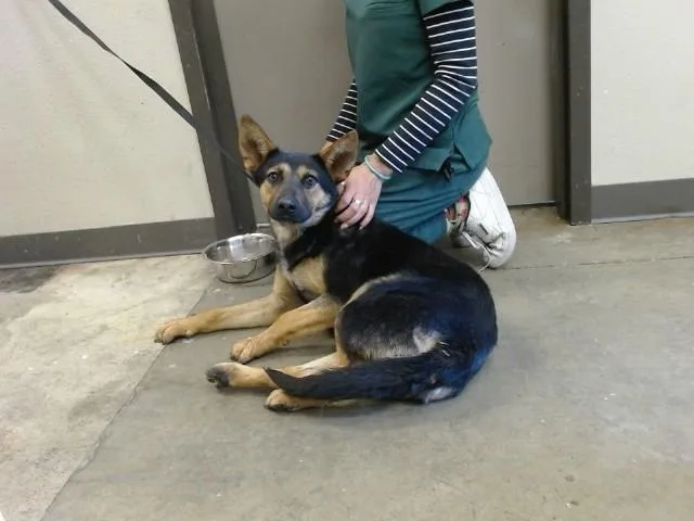 A young medium-sized female German Shepherd Dog dog named Sabre for adoption in Ontario, CA