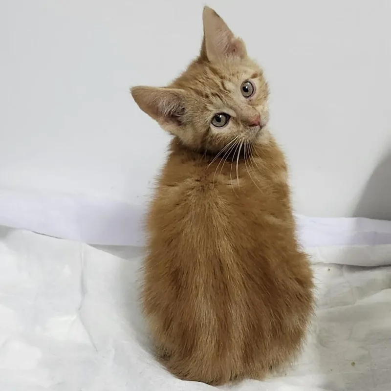 A baby small-sized male Orange / Red Domestic Short Hair cat named Duff for adoption in Forest Park, IL