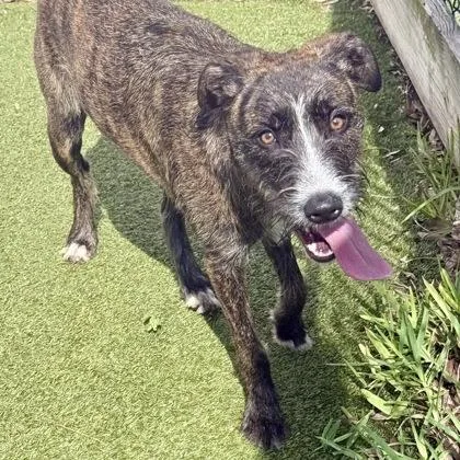 An adult large-sized female Mixed Breed dog named Tootsie for adoption in Largo, FL