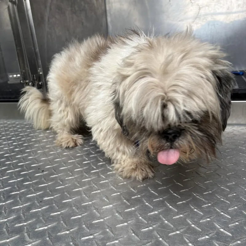 A young small-sized male White / Cream Shih Tzu dog named Jeter for adoption in Bryan, TX