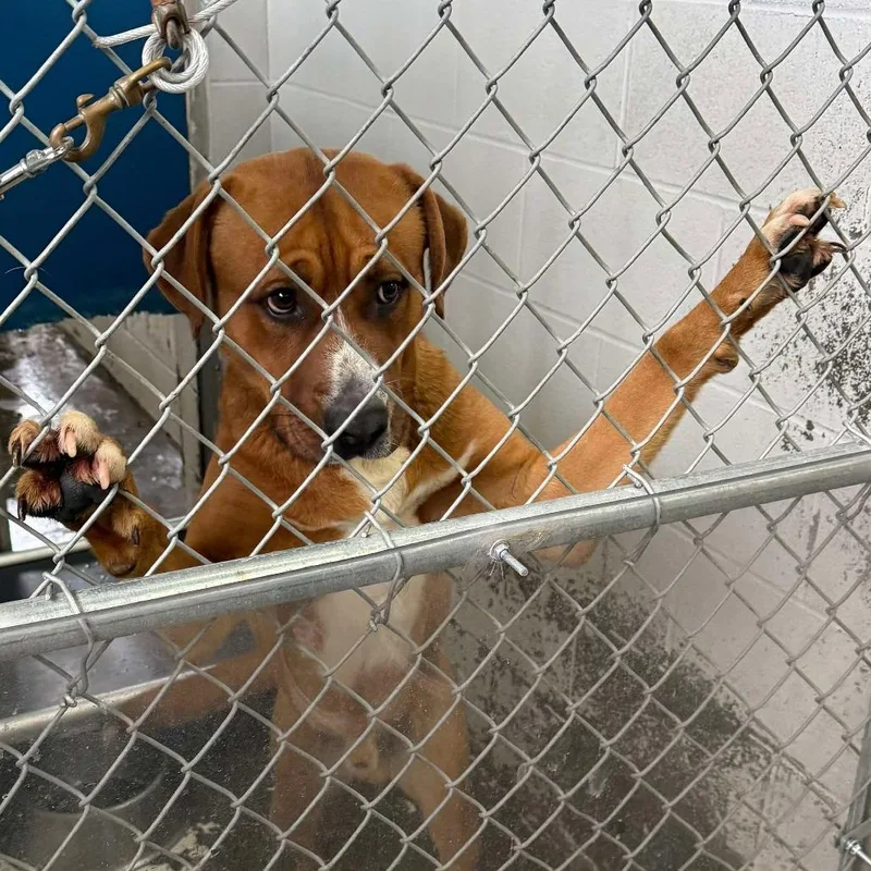 An adult small-sized male Yellow / Tan / Blond / Fawn Labrador Retriever dog named NutmegMerlin for adoption in Oakville, WA
