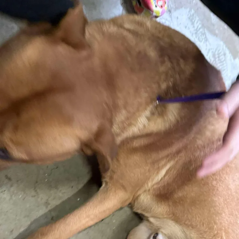 NutmegMerlin thumbnail 6