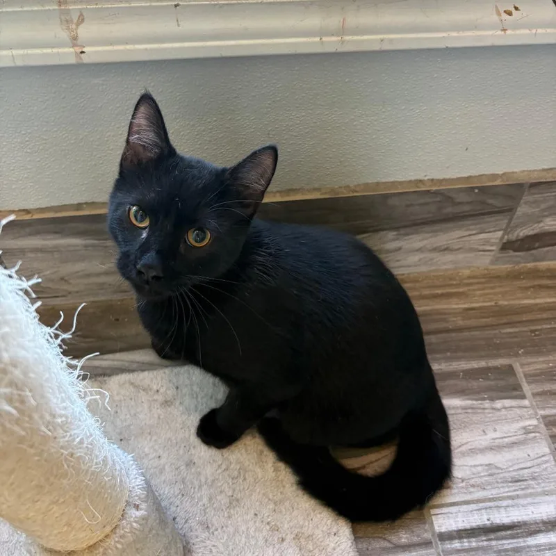 A young small-sized male Black Domestic Short Hair cat named Magic for adoption in West Des Moines, IA