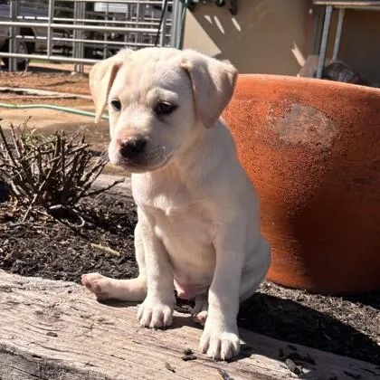 A young medium-sized male White / Cream American Staffordshire Terrier dog named Roanoke for adoption in Houston, TX