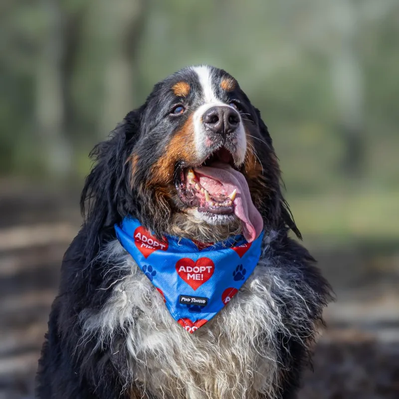 An adult extra large-sized male Black Bernese Mountain Dog named Bach Cocoa for adoption in Northbrook, IL