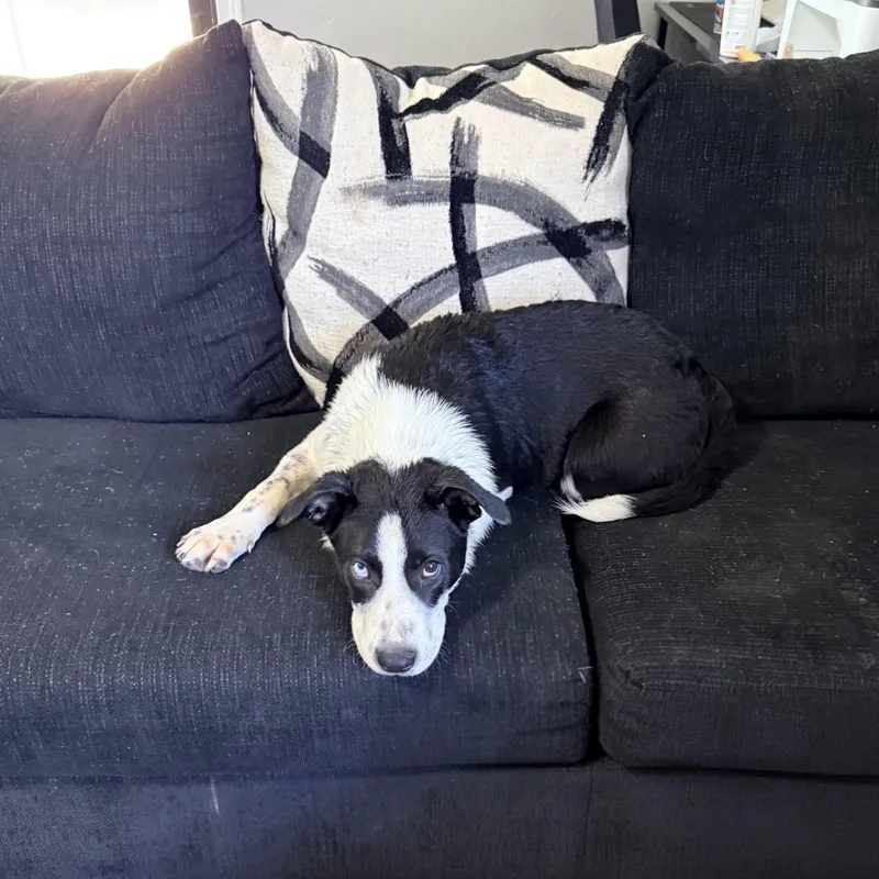 A baby medium-sized male Australian Cattle Dog / Blue Heeler dog named Blue for adoption in Plano, TX
