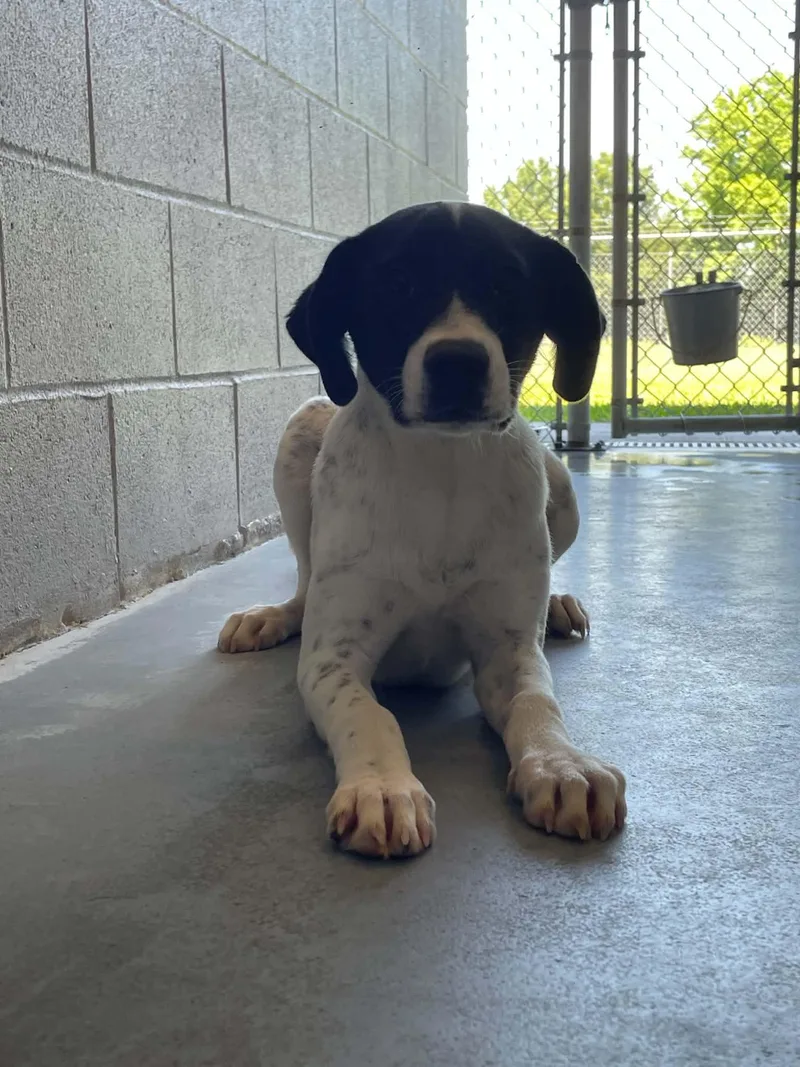 A young medium-sized female Labrador Retriever dog named Kimi for adoption in Bishopville, SC
