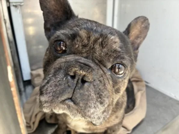 An adult medium-sized male French Bulldog dog named Mamba for adoption in San Pedro, CA