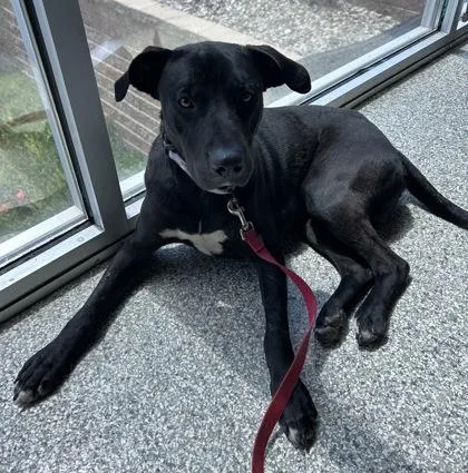 A young large-sized male Black Mixed Breed dog named Fifer for adoption in Kansas City, MO