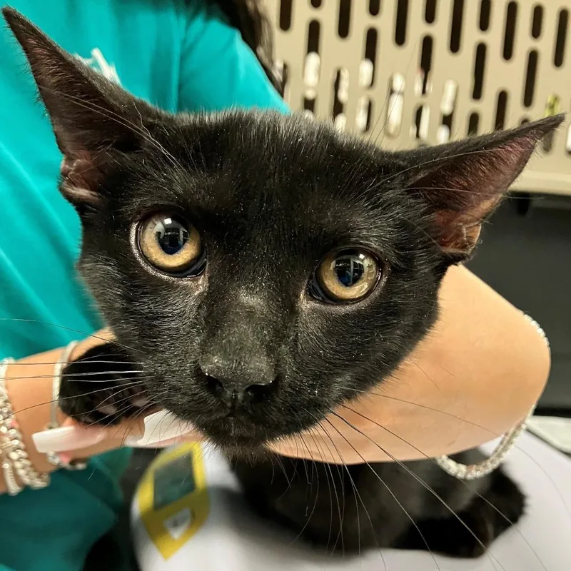 A young medium-sized female Black Domestic Short Hair cat named Squid for adoption in Las Cruces, NM