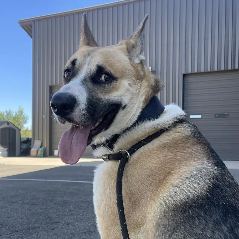 An adult large-sized male Yellow / Tan / Blond / Fawn German Shepherd Dog dog named Pepe for adoption in Flagstaff, AZ
