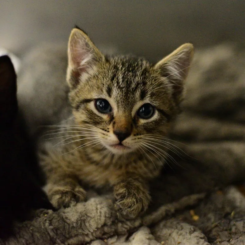 A baby small-sized female Brown / Chocolate Domestic Short Hair cat named Wednesday for adoption in Idaho Falls, ID