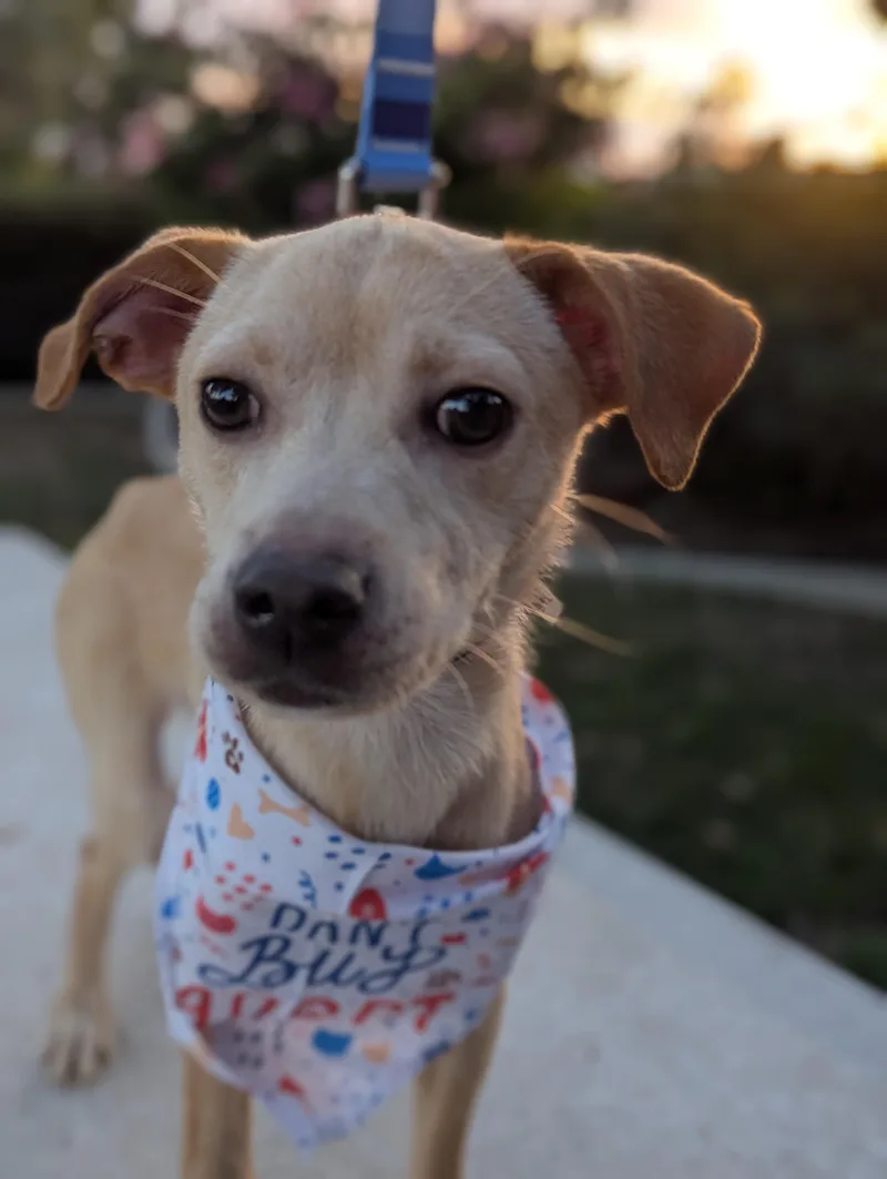 A young medium-sized male Golden Retriever dog named Draven for adoption in Bellflower, CA