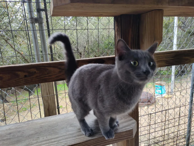 Sapphire thumbnail 2