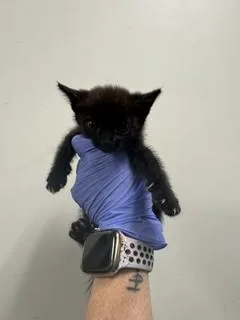 A baby small-sized female Domestic Short Hair cat named Garnet for adoption in Miami, FL
