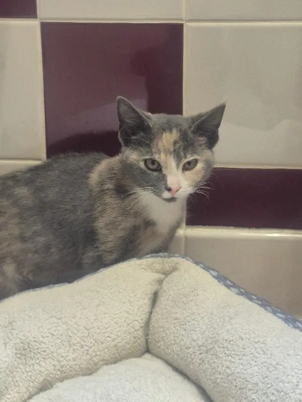 A young medium-sized female Dilute Calico cat named Tilly for adoption in Bluffton, IN