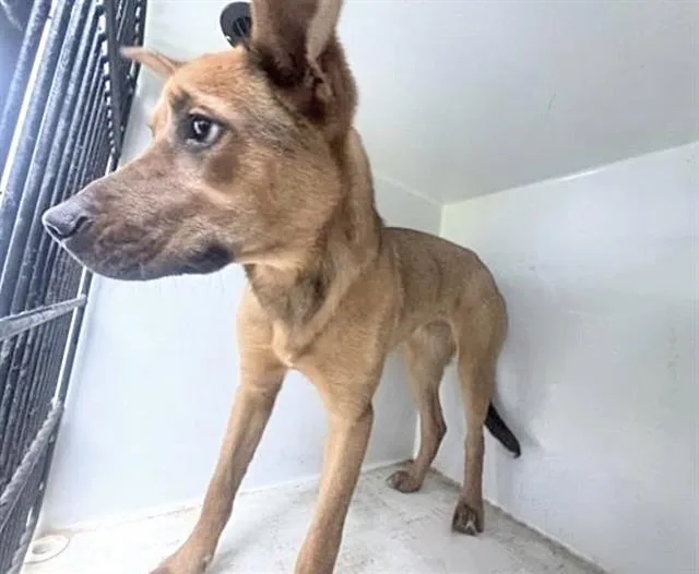 A baby medium-sized female Staffordshire Bull Terrier dog named Saphire for adoption in Houston, TX