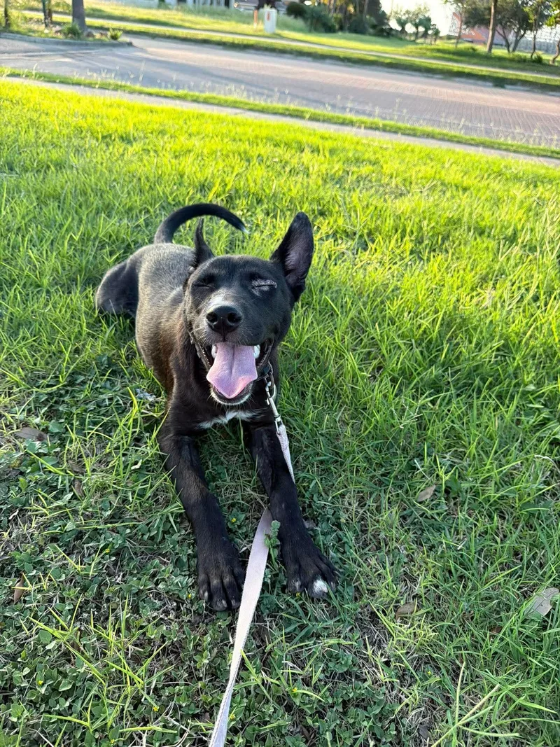 A baby medium-sized female Pit Bull Terrier dog named Maisie for adoption in Carmel, NY