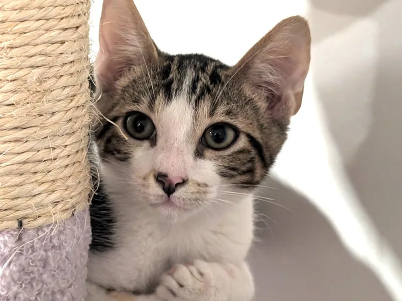 A young medium-sized male Tabby (Brown / Chocolate) Domestic Short Hair cat named Fig for adoption in Moncks Corner, SC
