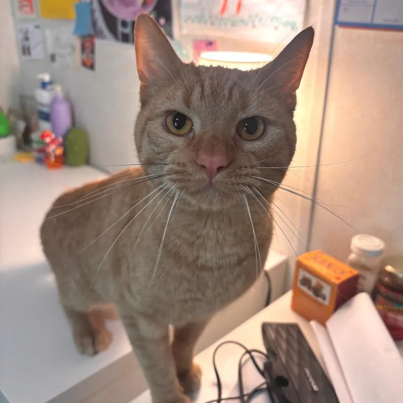 An adult medium-sized male Orange / Red Domestic Short Hair cat named Simon for adoption in Belleville, IL